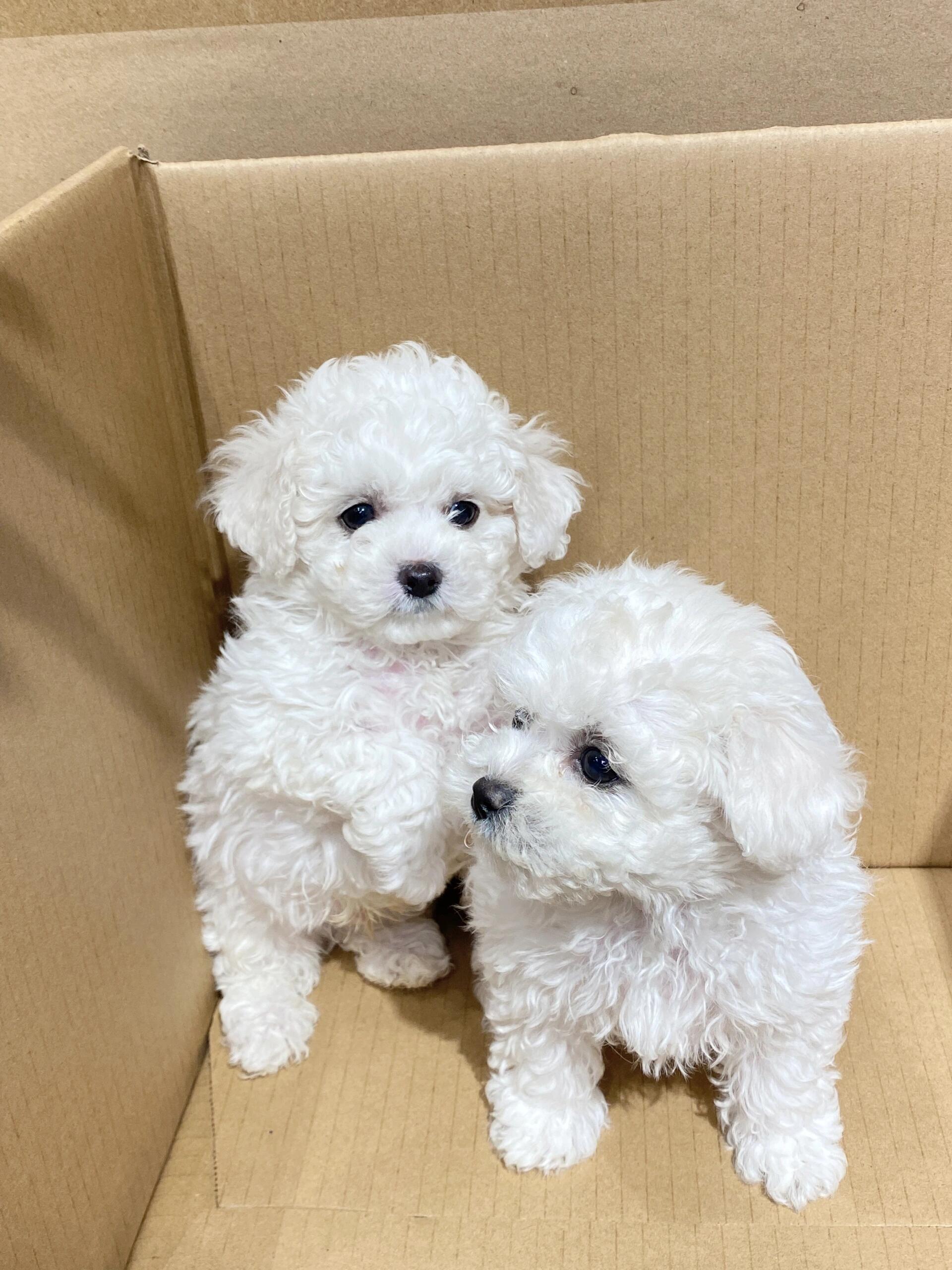 比熊幼犬，犬舍直发